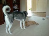 Siberian Husky playing with her Tabby cat
