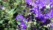 Slow Motion Bees and Flowers
