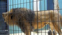 Lions Roar at Berlin Zoo
