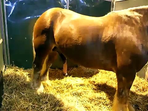 SALON AGRICULTURE PARIS 2011 #53 (Cheval Etalon / Horse Stallion)