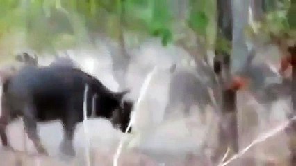 Buffaloes kicked away the Lions - PKMazaOnline