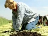 Cover Crops Between Plastic from Vegetable Farmers and their Innovative Cover Cropping Techniques