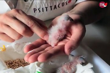 Tutorial Crop Milk Replacer - Prepare & Hand feed Psitacines