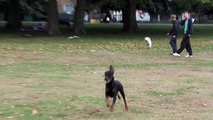 Canine Language - dog training tips