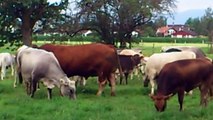Unser Grauvieh auf der Weide mit Limousin-Stier NICO