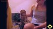 FUNNY VIDEOS Funny Cats Funny Cat Videos Funny Animals Cute Pets LOL