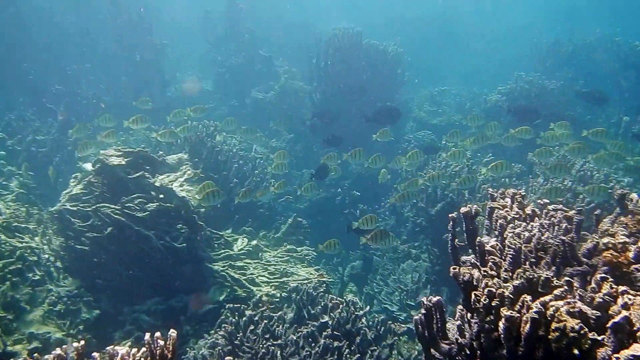 Coral Bay (1)