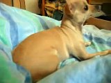 cane dog chihuahua cantante singer canta