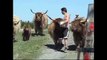 Des vaches 'Highland' se déplacent vers un nouveau pâturage. Highland cows moving to new pasture.