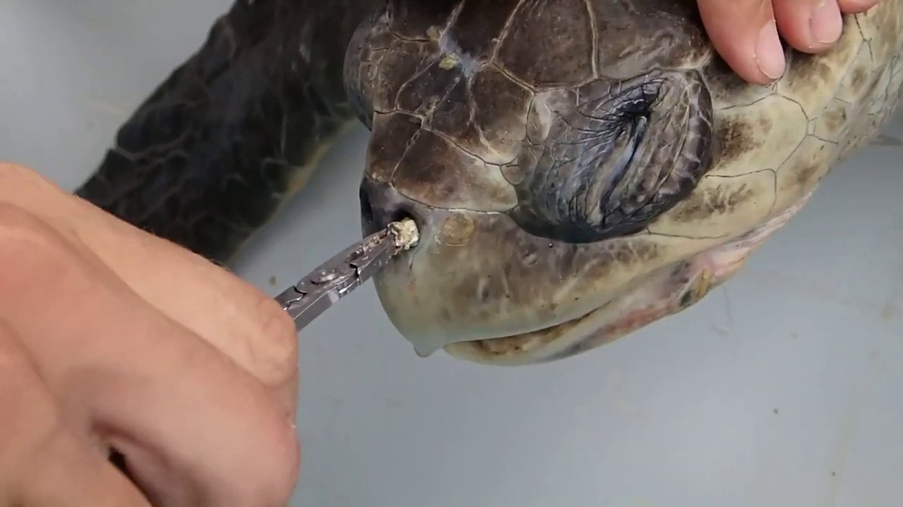Sea Turtle with Straw up its Nostril - NO TO PLASTIC STRAWS - video ...