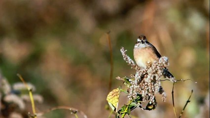 Meadow Bunting (Emberiza cioides ciopsis)