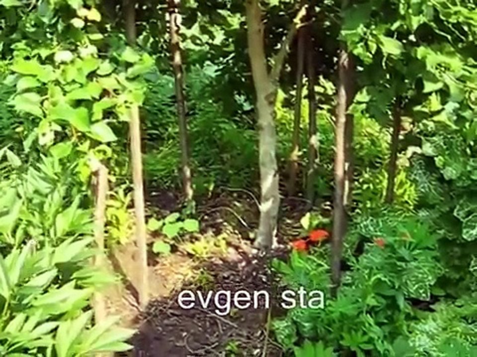 Полезные советы, Дача, сад, огород,