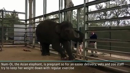 yoga không những tốt với người, còn đúng với cả đông vật