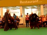 CRUFTS 2011 IRISH SETTERS  Dogs for the CC election