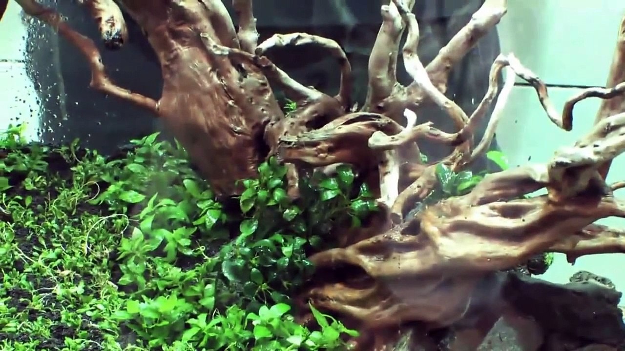 TAKASHI AMANO LAYOUT SEMINAR A 120cm aquarium tank No.5 2012.02.22