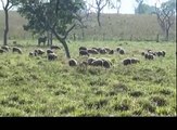 Criação de carneiros - Animais domésticos - Animais para abate - Ovinocultura