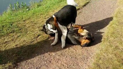 Rottweiler V Akita