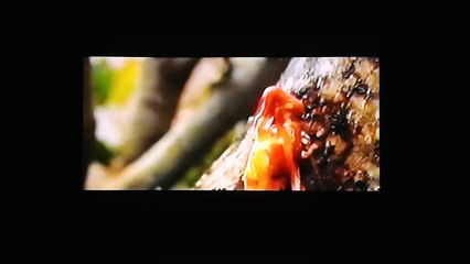 Opening to Tom and Jerry: Whiskers Away! 2003 VHS