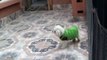 FUNNY ANIMALS BLOOPERS   DOG PLAYING   FUNNY ANIMAL CLIPS   PERRO POODLE GRACIOSO