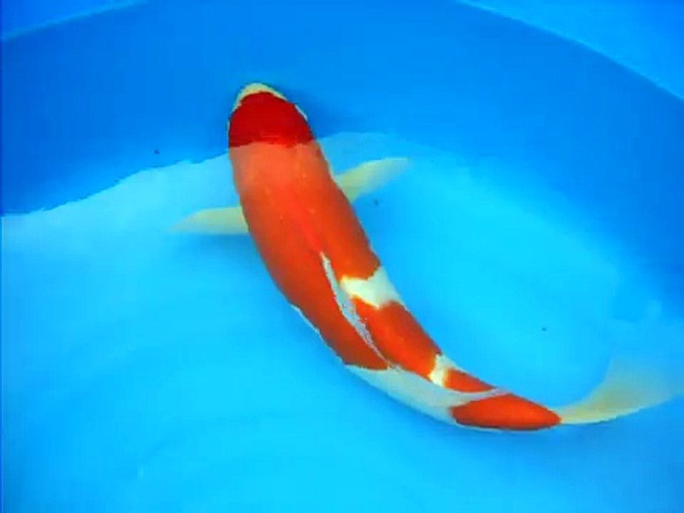 jumbo tosai torazo.AVI