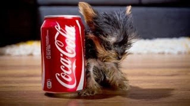 The World's Smallest Dog: Tiny Dog Terrier