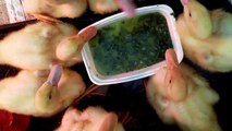 16 day old Peking ducks eating diced kale.