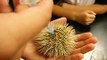 Injection - Sea Urchin