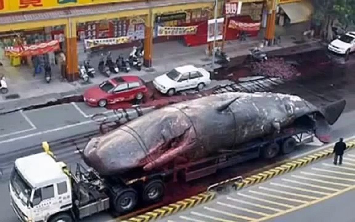 Is having pets natural Why do we shoot animals