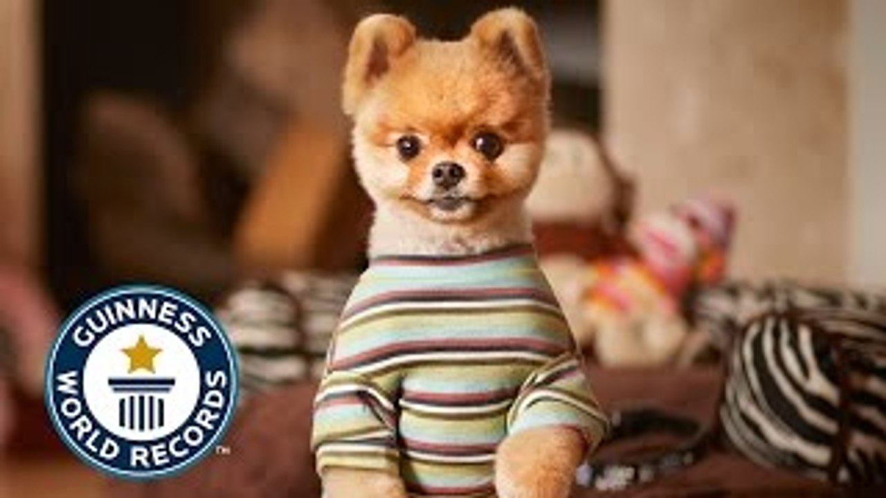 Jiff - The fastest dog on two paws - Guinness World Records 2015