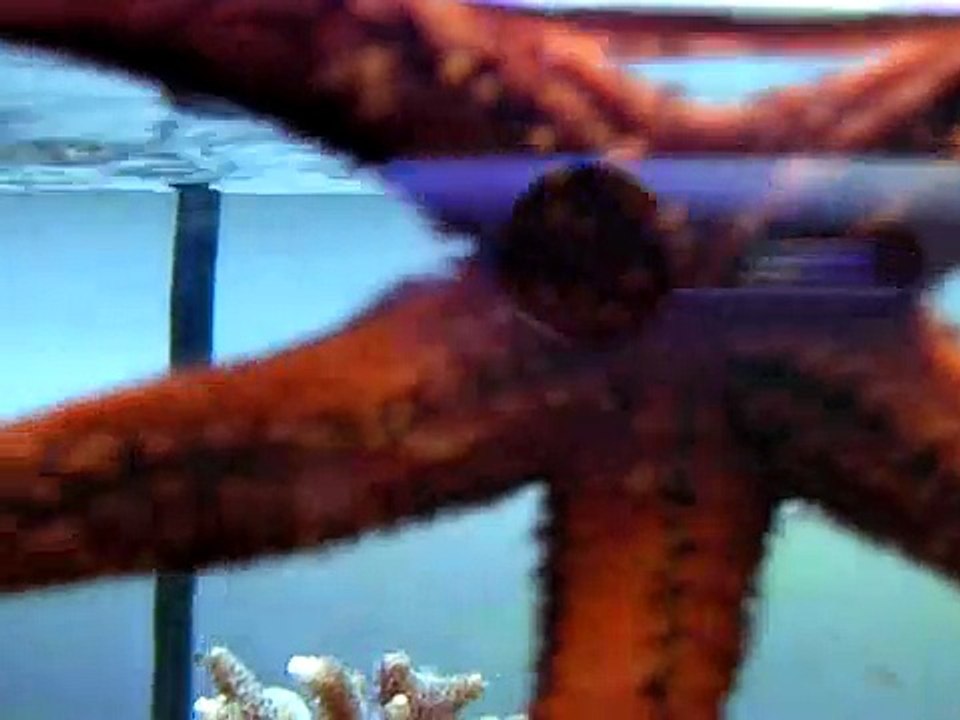 Reprodução estrela do mar em aquário