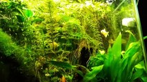 Rain Forest Planted Aquarium Update