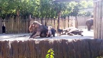 Elephant cleans her forehead with a broom (Original)