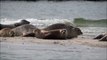 Harbor seals at a beach of düne (heligoland) / Seehunde am Strand der Insel Düne (Helgoland)
