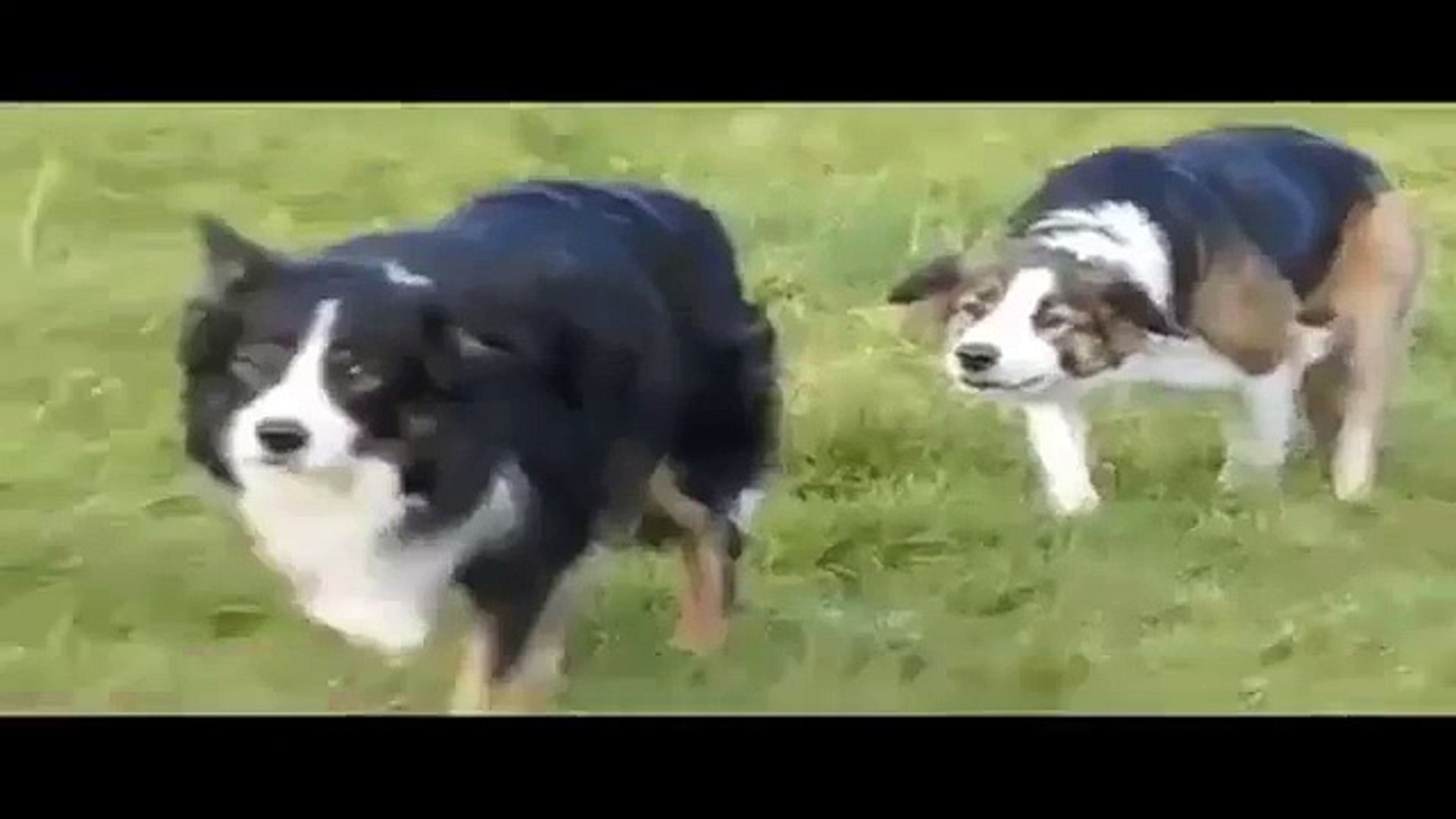 Funny dog, funny cat, funny animals   Best funny