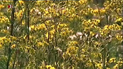 Jakobskreuzkraut - Giftige Pflanze gefährdet  Pferde