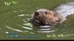 European beaver - Bever - castor fiber #02