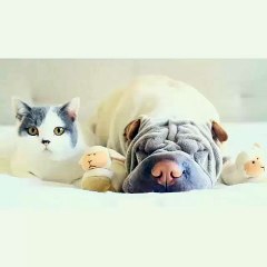 Sharpei Dog and Cat