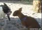 FRUSTRATED DOG PLAYS WITH HIMSELF !??