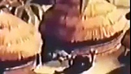 Jungle Jitters (1938) Banned Cartoon [Full Episode]