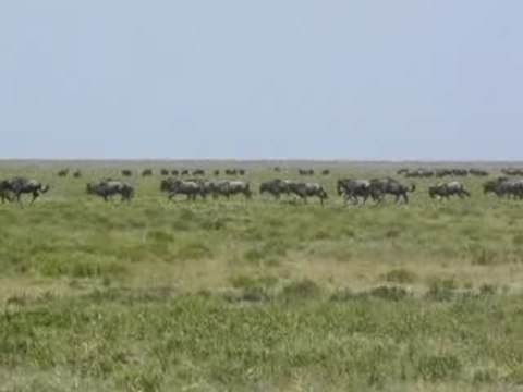 Migration des gnous - Tanzanie