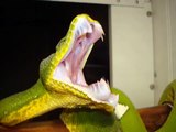 Lazy Emerald Tree Boa ~ Eden Eating  .....CHECK OUT THOSE TEETH!