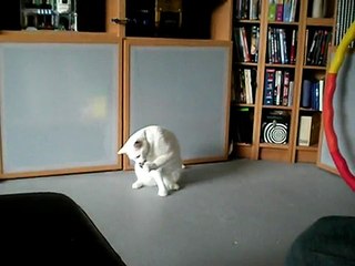 The Cat Dancer in Action