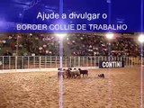 Border Collie de Trabalho- Rodeio- parte1 c/ ovelhas