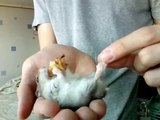 Dwarf Winter White Russian Hamster