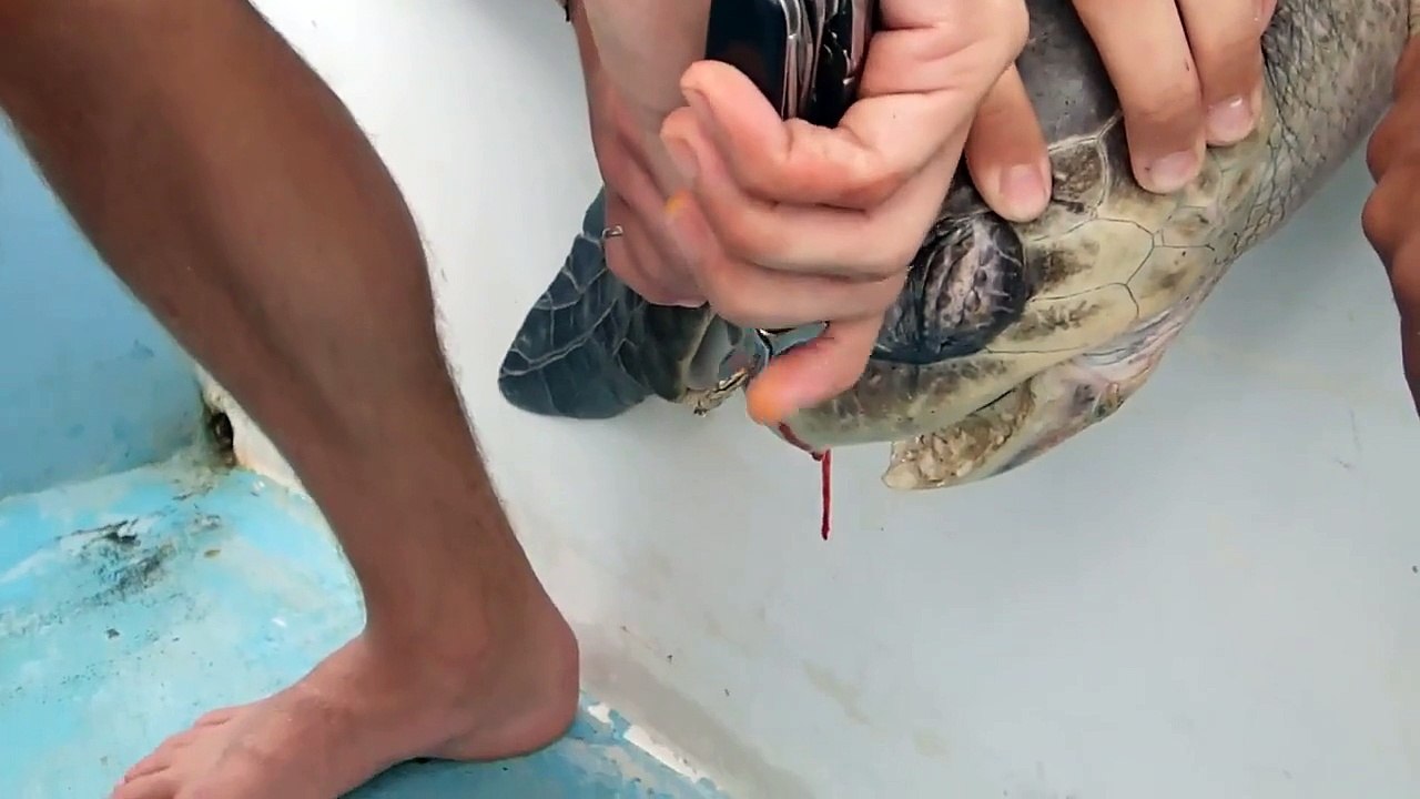 Sea Turtle with Straw up its Nostril - NO TO PLASTIC STRAWS