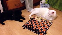 How My Cats Play Chess (White vs Black)