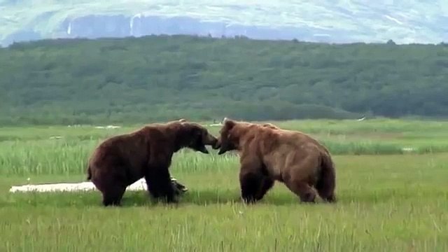 【衝撃映像•動物】クマ(グリズリー) VS クマ(グリズリー)
