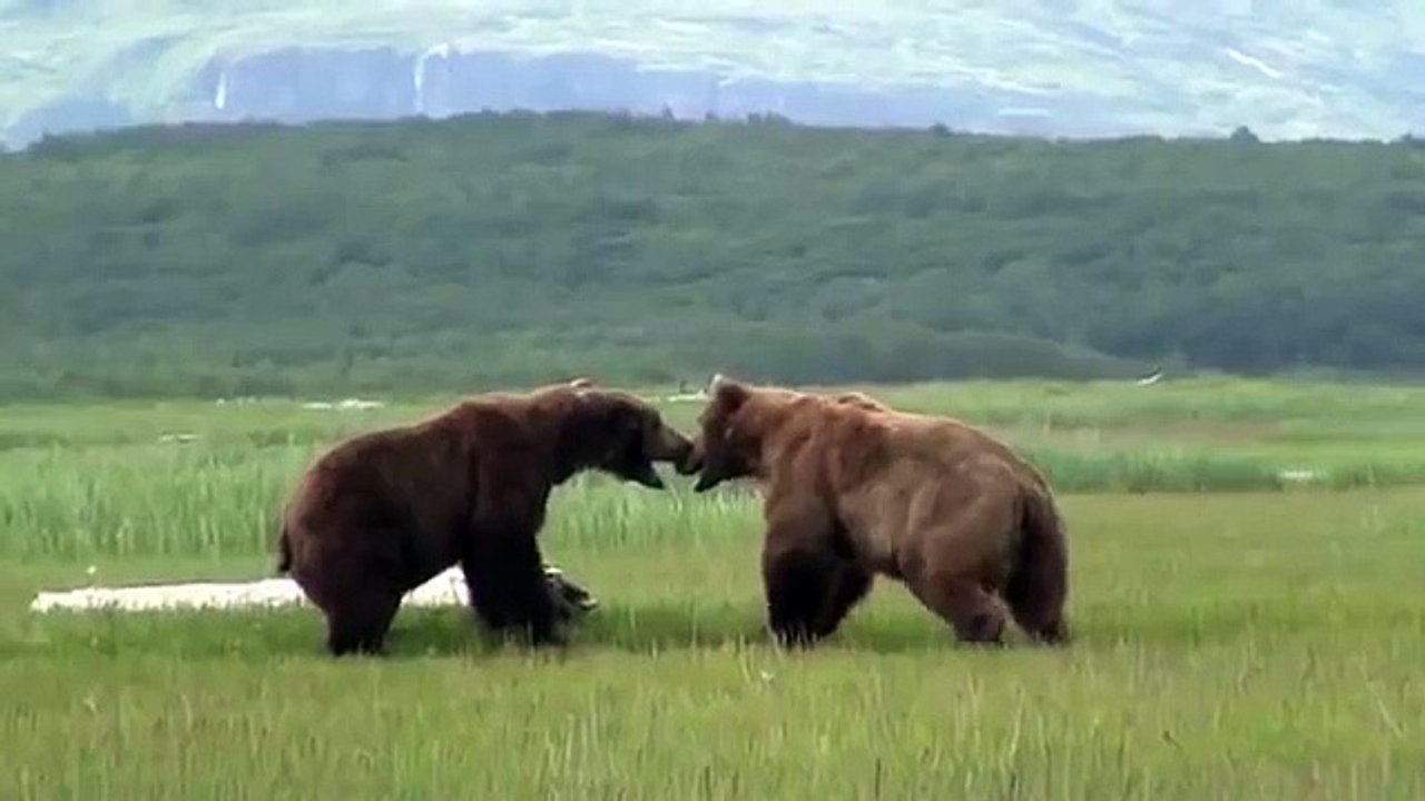 【衝撃映像•動物】クマ(グリズリー) VS クマ(グリズリー)