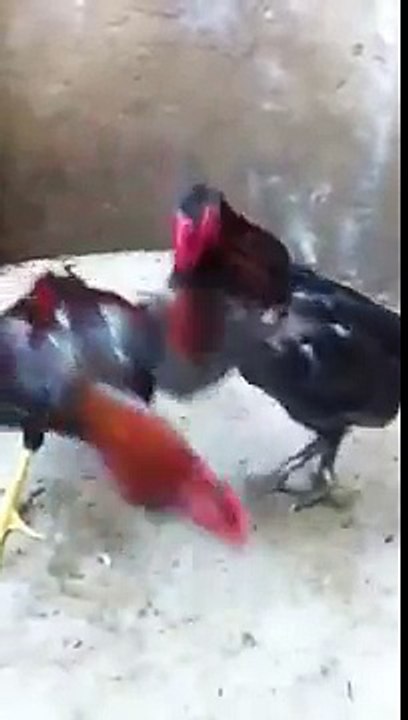 Qaib Thai spar qaib Peruvian