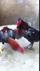 Qaib Thai spar qaib Peruvian